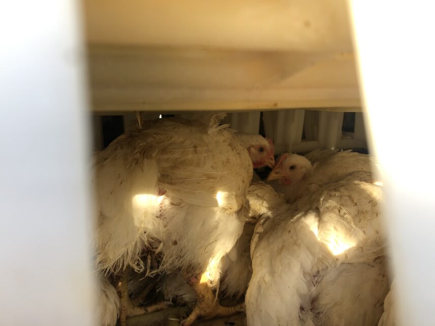 This is a picture taken of chickens huddled in a transport truck taken at the entrance of slaughterhouse in Santiago, Chile.