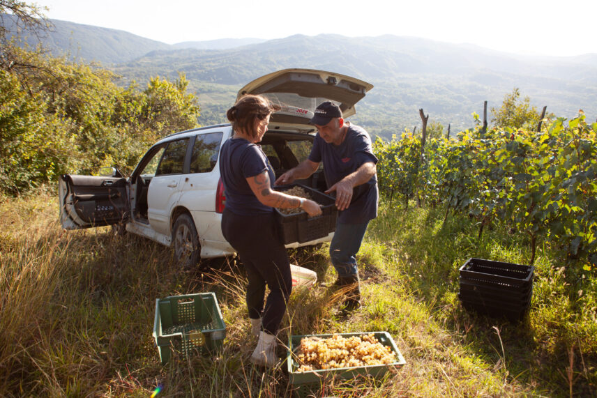 Two people move crates of grapes into a vehicle after harvest.