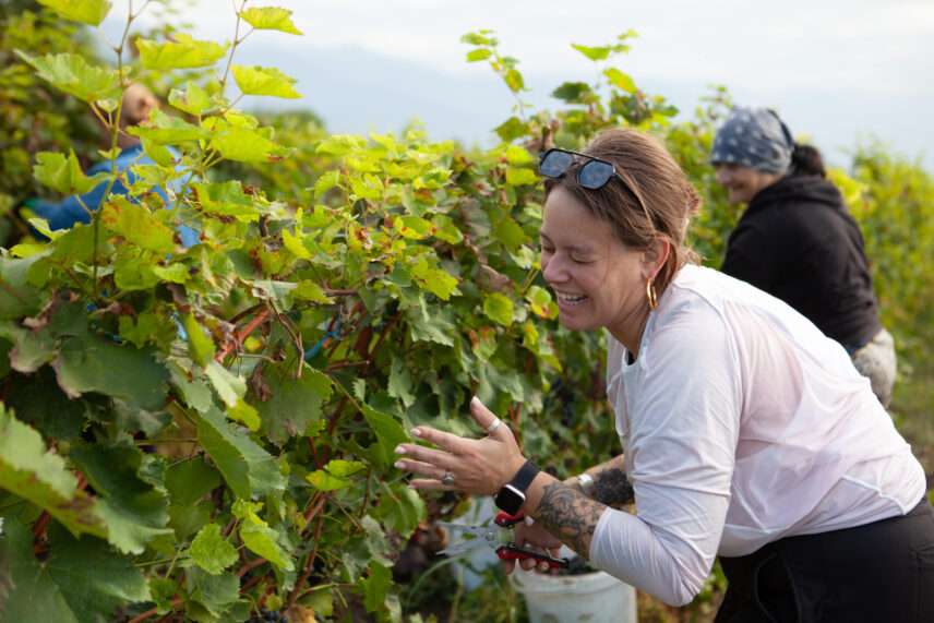 A woman makes a funny face as she harvests grapes. Another woman laughs in the background.