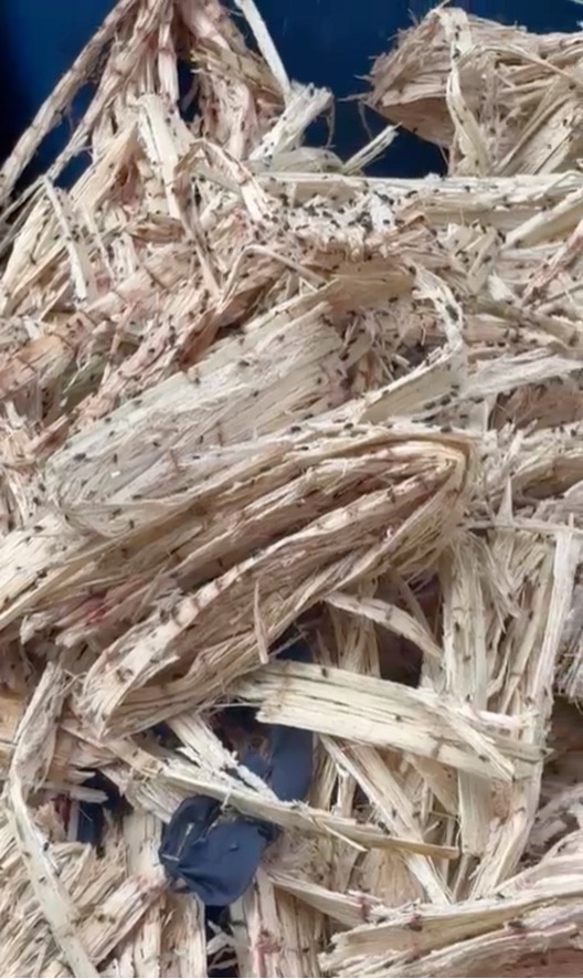 Dried sugar cane covered in flies