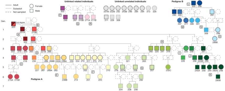 Figure 1. Reconstructed pedigrees of individuals from the Neolithic cemetery at Gurgy “les Noisats,” France (4850–4500 BCE) color-coded according to family lineages.