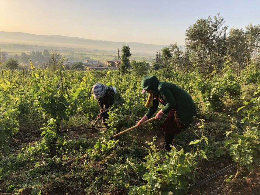 Two women wearing baseball caps wrapped in headscarves are faced down as they weed a vineyard using long-handled grub hoes. In the background, the rising sun illuminates trees and village homes in the Bekaa Valley plains, and the silhouette of the Anti-Lebanon mountain range towers above.