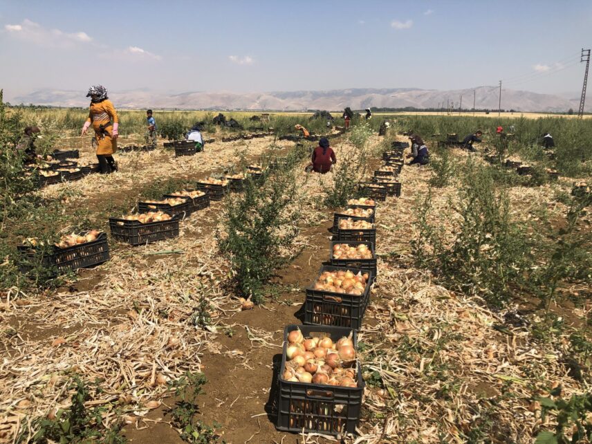 Black plastic crates filled with onions are lined up in rows, surrounded by dry onion husks and weeds. In the center, a woman wearing a maroon dress and a black hijab is seated on the ground with her back to the camera. On the left, a woman wearing a yellow dress, pink gloves, and a black-and-white keffiyeh is walking, and a 9-year-old boy wearing a blue t-shirt trails behind her. A dozen workers packing onions are visible in the background, surrounded by the Anti-Lebanon mountain range.