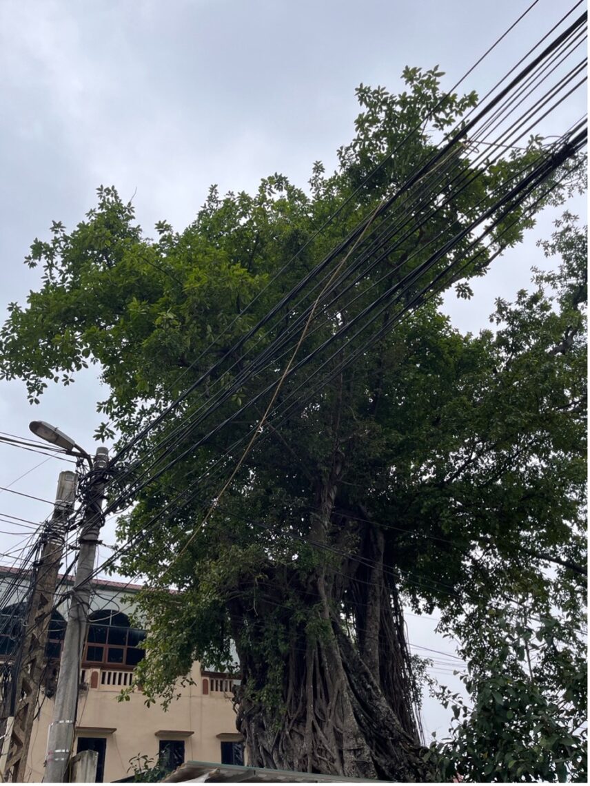 This tree stands in a village remembered by a Vietnamese woman who migrated to China nearly three decades ago. Her memories of specific address were vague—only a tree near the road, and a general direction. Using this tree as a coordinate, the vlogger asked local villagers for details and eventually found her brother’s home (This tree was not included in the vlog).