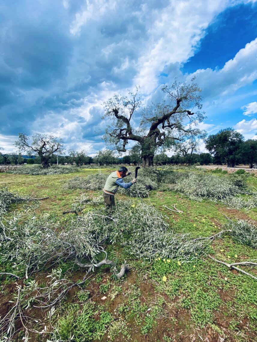 Worker trimming pruned olive branches in an ancient olive grove in Puglia.
