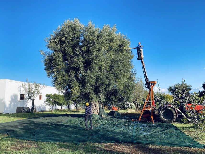 Workers harvesting olives from an ancient olive tree using pneumatic combs.