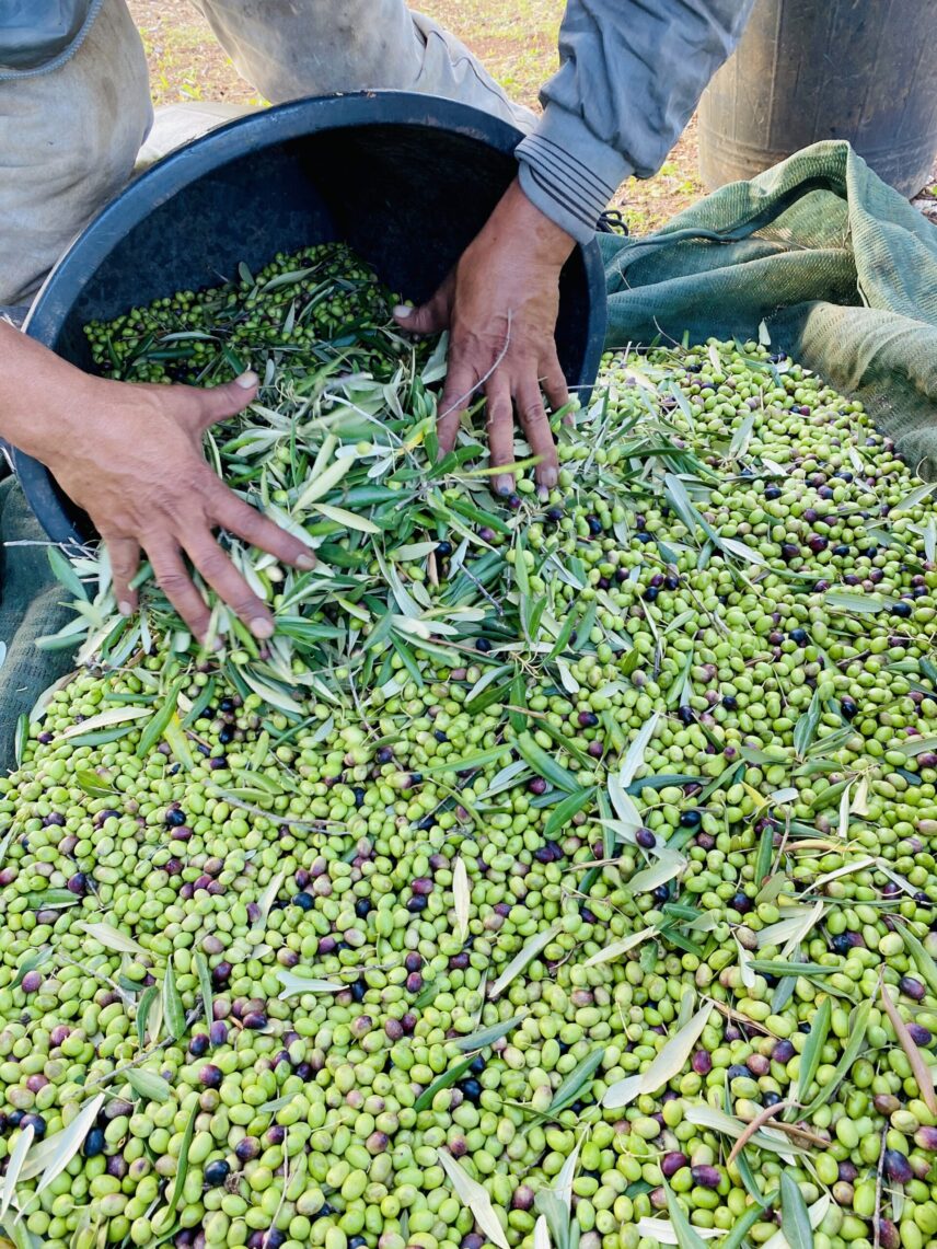Hands sorting freshly harvested green and purple olives.