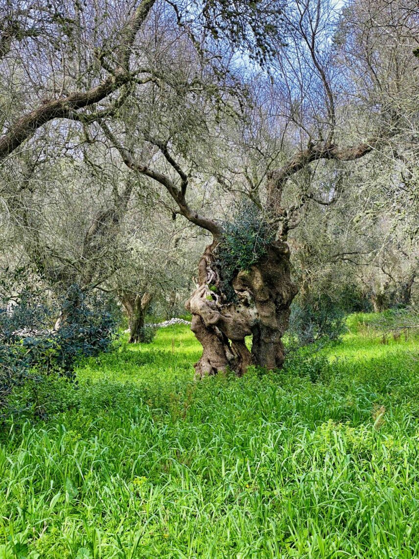 Olive trees desiccated by Xylella fastidiosa in Puglia.