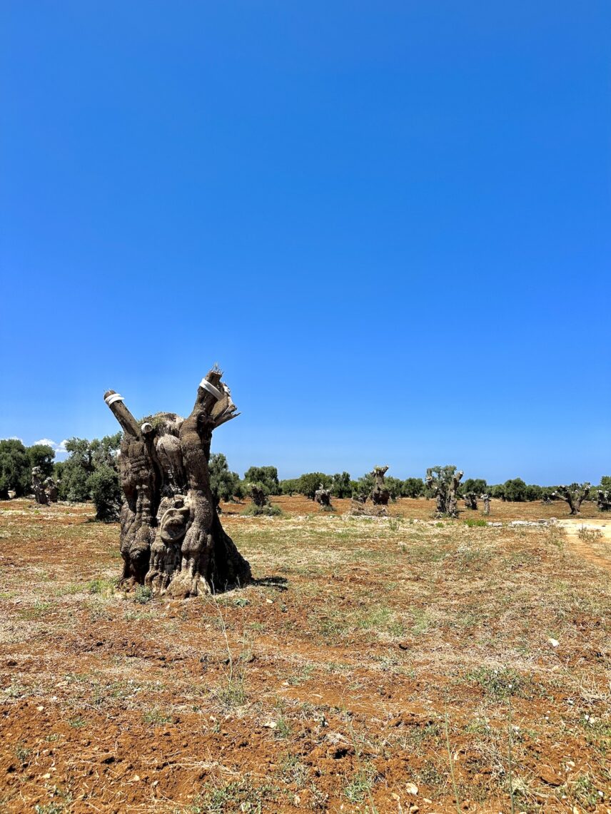 Ancient olive tree with grafted branches of resistant cultivars.