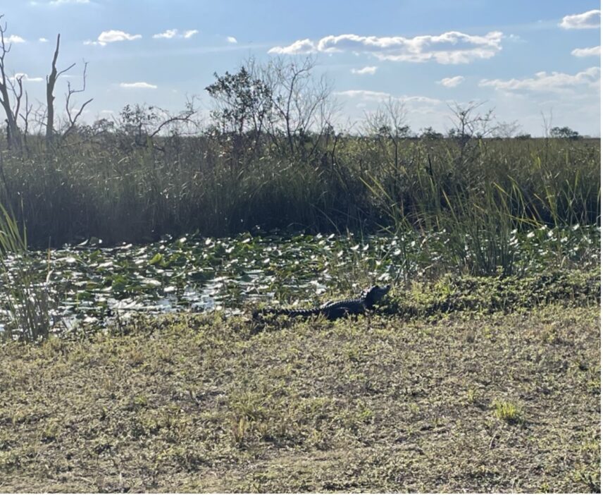 An alligator rests along the bank of a canal next to a walking path in the Arthur R. Marshall Loxahatchee National Wildlife Refuge.