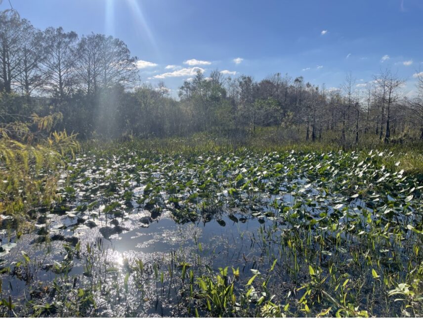 Wetlands area in the Arthur R. Marshall Loxahatchee National Wildlife Refuge.