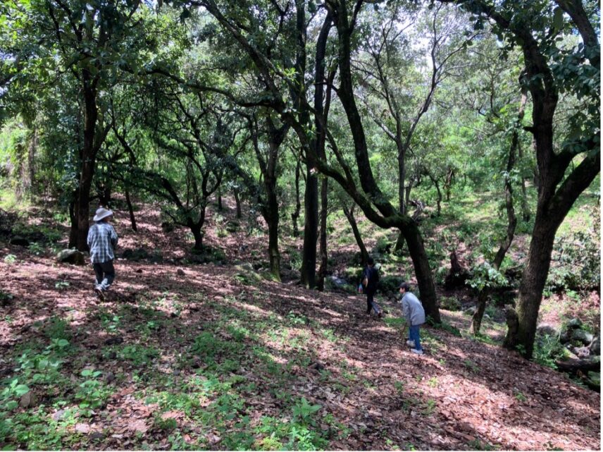 A group of people walking in the woods.