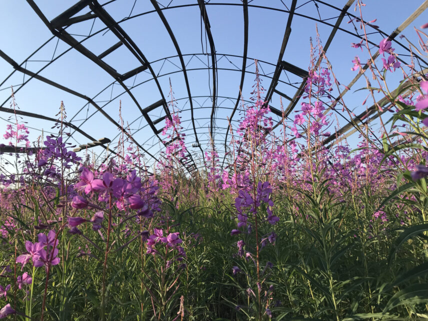 A fireweed field sprawling inside an abandoned greenhouse (Seymchan, Magadan Oblast, July 2023).