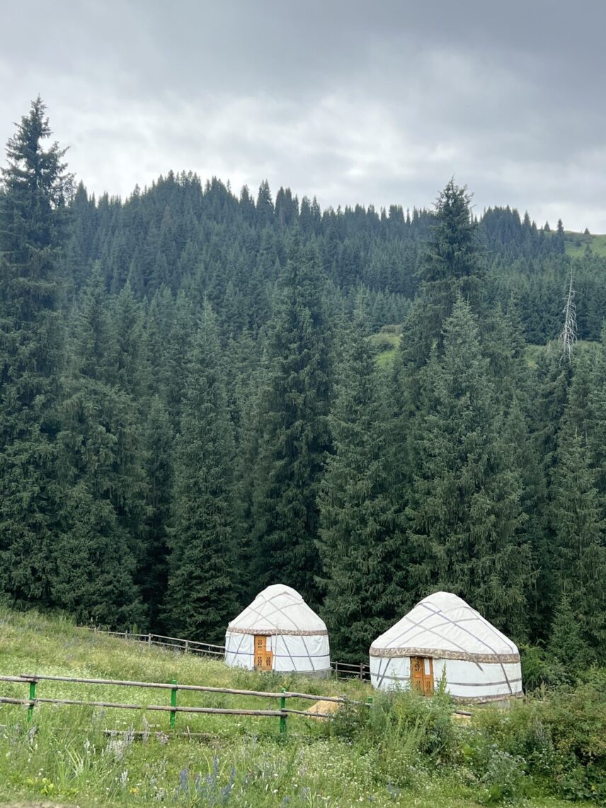 The photo shows two white yurts near a forest. In the foreground are grass, wildflowers, and a rustic wooden fence. In the background are a forest of fir trees.