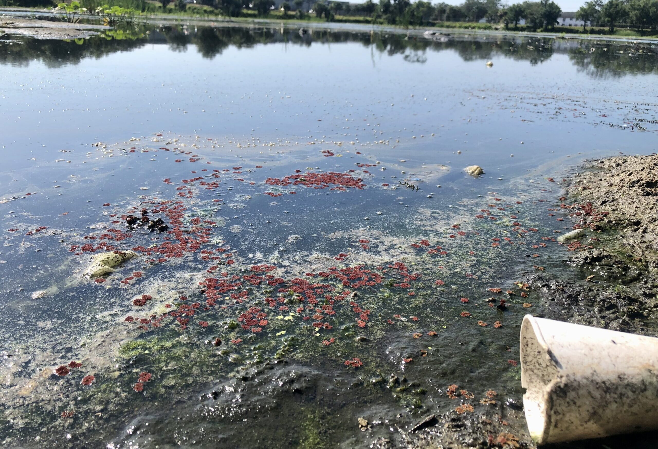 Figure 1: Aarans Pond, a county-managed stormwater pond in the University Area Community that is contaminated with nutrients and heavy metals, overflowed into the community during Hurricane Milton on October 9-10, 2024.