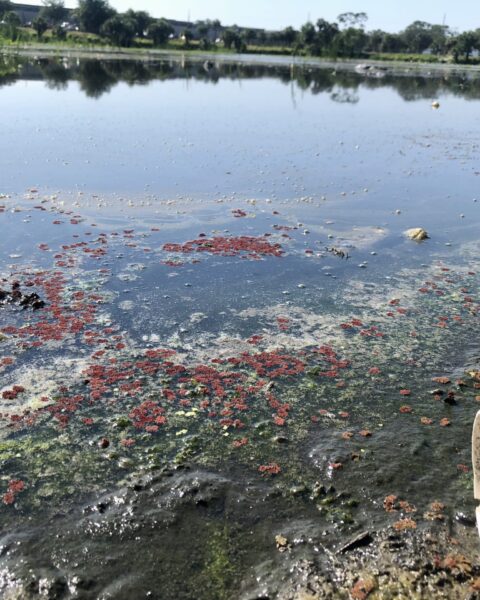 Figure 1: Aarans Pond, a county-managed stormwater pond in the University Area Community that is contaminated with nutrients and heavy metals, overflowed into the community during Hurricane Milton on October 9-10, 2024.
