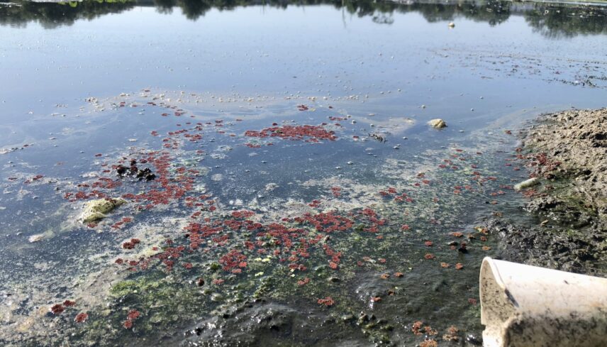 Figure 1: Aarans Pond, a county-managed stormwater pond in the University Area Community that is contaminated with nutrients and heavy metals, overflowed into the community during Hurricane Milton on October 9-10, 2024.