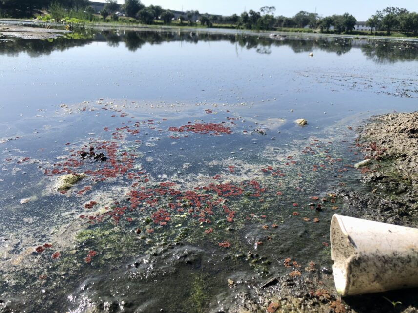 Figure 1: Aarans Pond, a county-managed stormwater pond in the University Area Community that is contaminated with nutrients and heavy metals, overflowed into the community during Hurricane Milton on October 9-10, 2024.